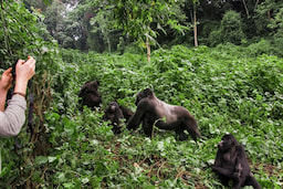 Bwindi Impenetrable National Park