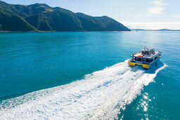 KAIKOURA Whale Watch Cruise 3 hours
