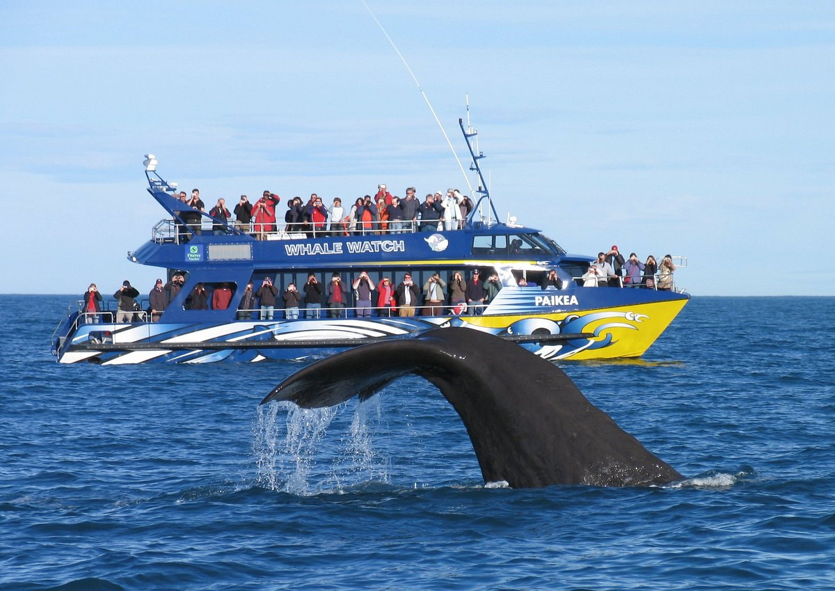 KAIKOURA Whale Watch Cruise 3 hours