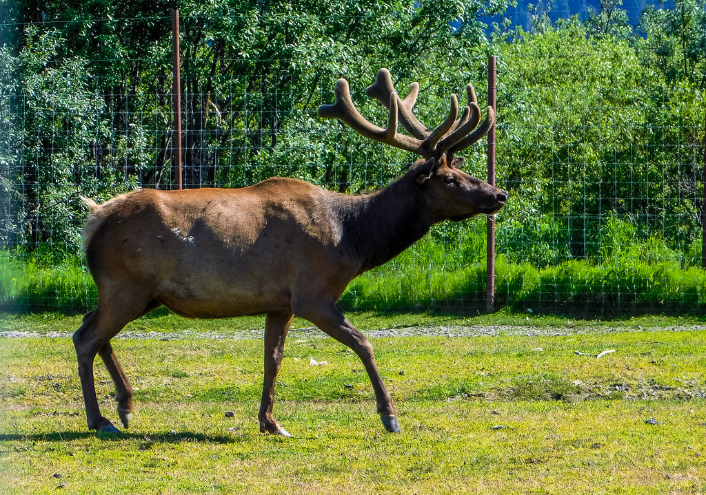 Alaska Wildlife Conservation Center 1