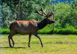 Alaska Wildlife Conservation Center 1