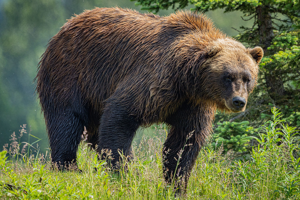 Alaska Wildlife Conservation Center 2