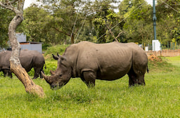 Ziwa Rhino Sanctuary