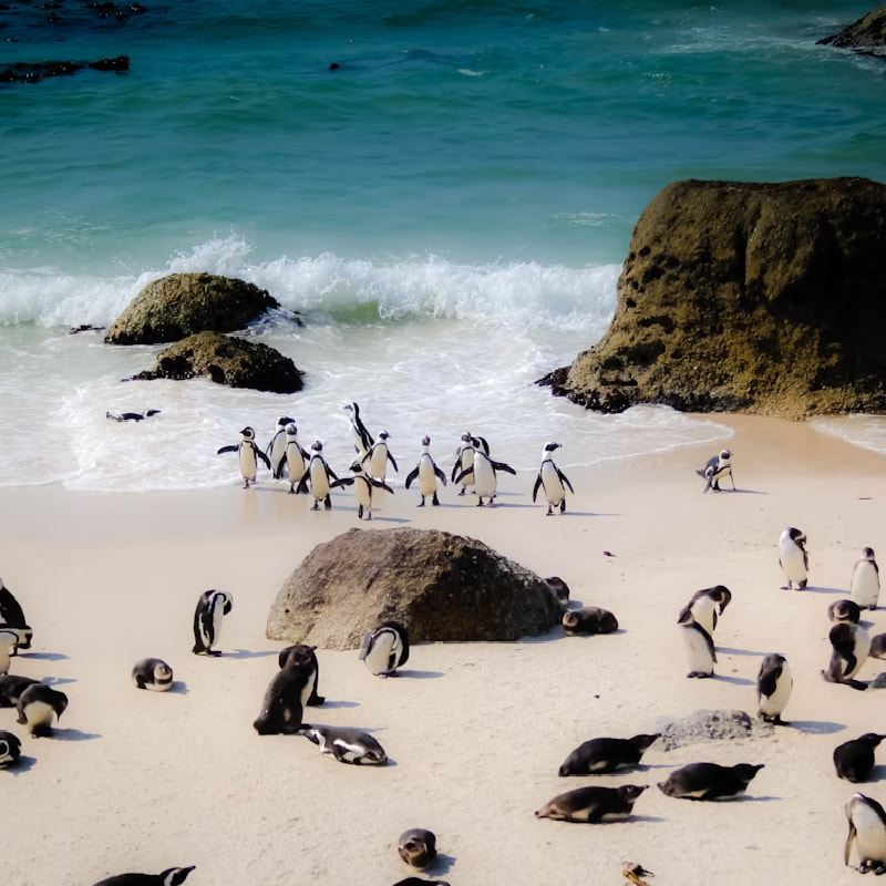 Boulders Beach