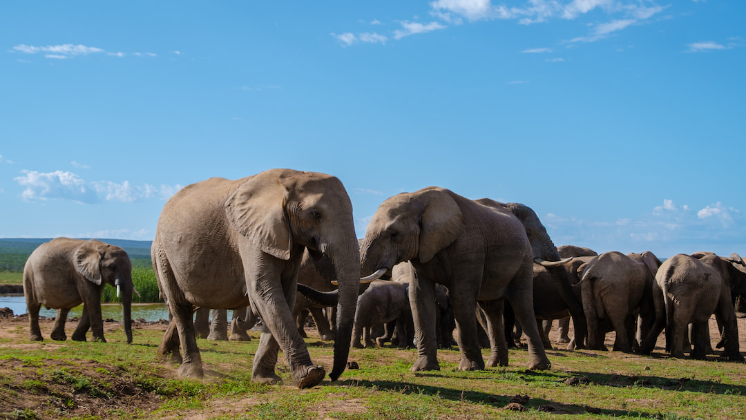 Addo Elephant National Park
