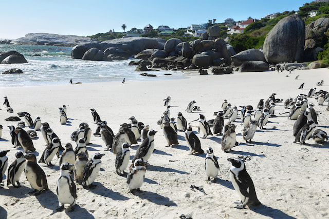 Boulders Beach