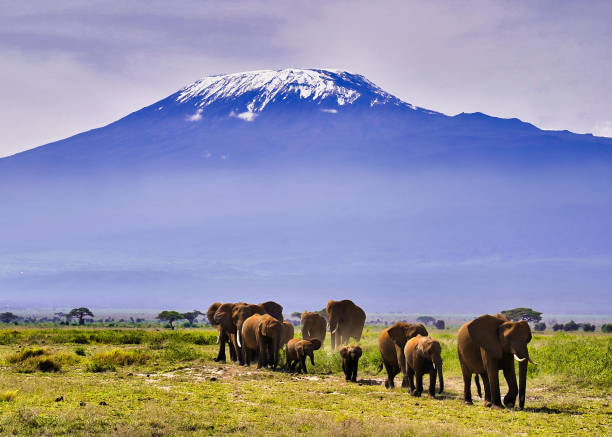 Climb Mount Kilimanjaro - 1