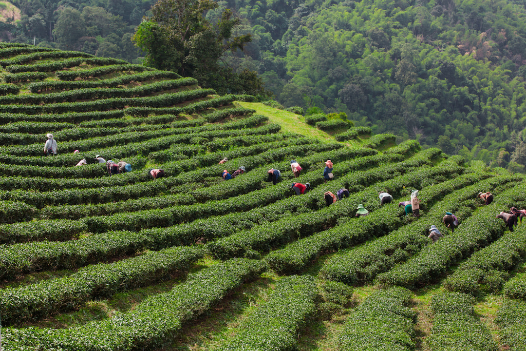 Experience the Tea culture in Sapa
