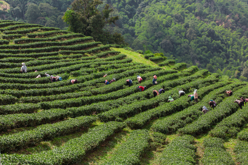 Experience the Tea culture in Sapa
