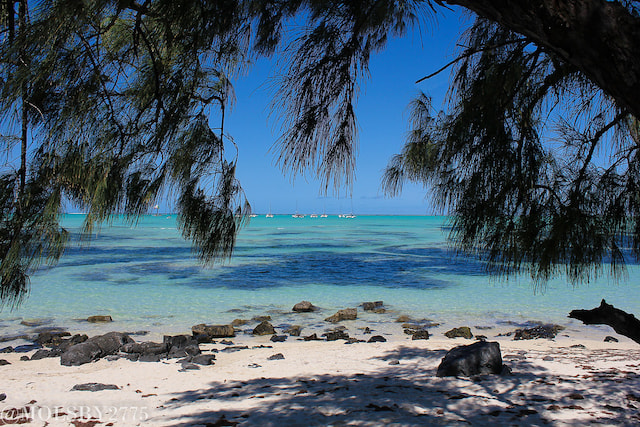 Ile aux Cerf 1