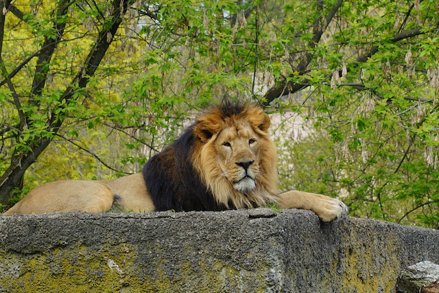 Jeep Safari in Gir National Park