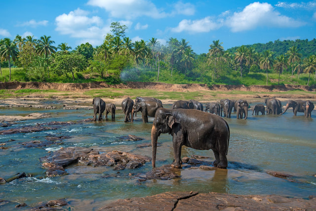 Pinnawala Elephant Orphanage