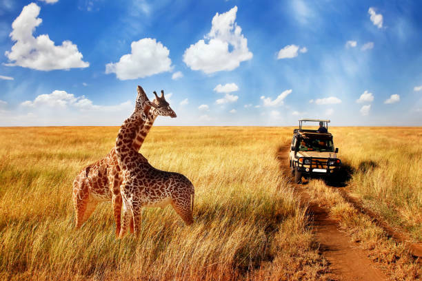 Go On Safari In The Serengeti - 4