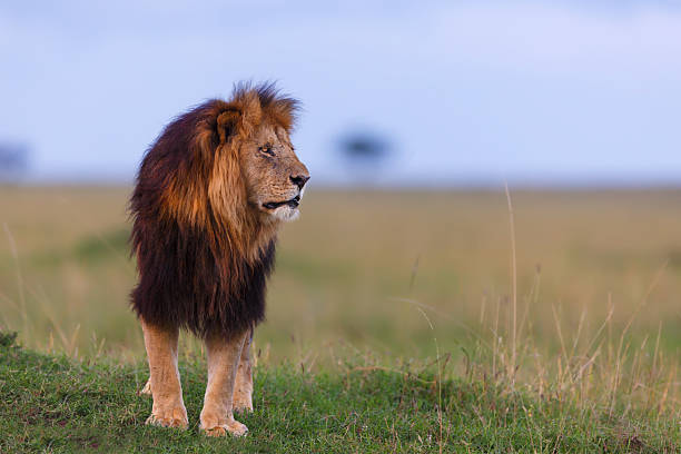 Serengeti National Park - 1