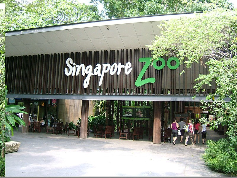 Spend The Day At The Singapore Zoo