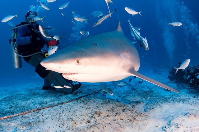 Try white shark tank diving