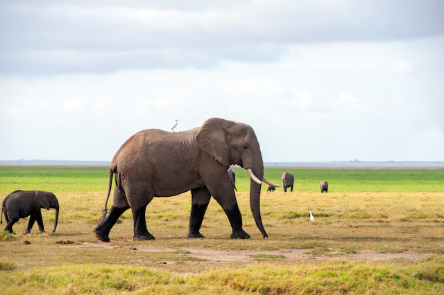 Amboseli National Park (Game Drive)
