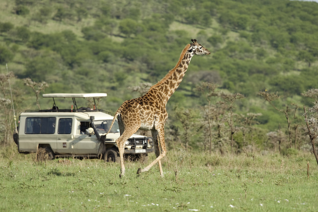 Enjoy Jeep safari at Nairobi National Park