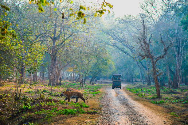 Jeep Safari in Gir National Park - 1