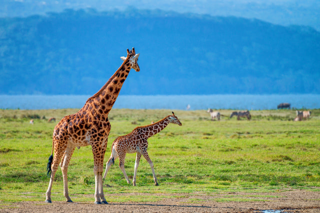 Lake Nakuru National Park (Game Drive)