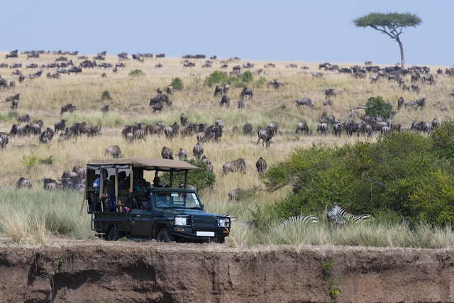 Masai Mara Game Drive