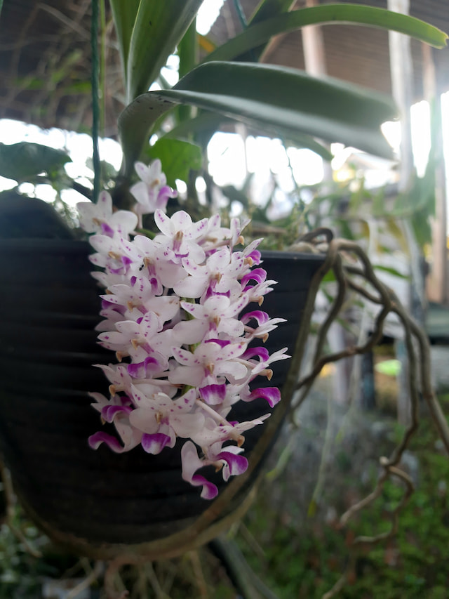 Discover Orchids Of Bhutan - 1