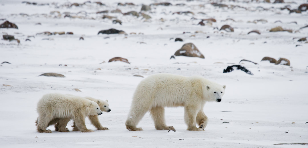 Search For Polar Bears In Churchill