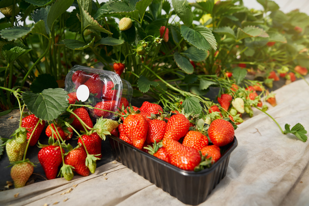 Relish Strawberries At Adma Agro Farm