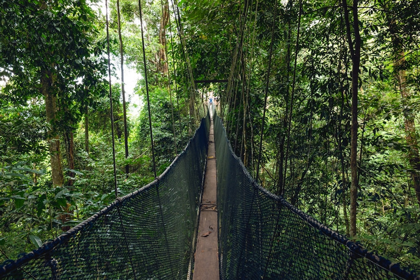 Hike In The Rainforest Canopy