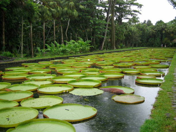 Pamplemousses Botanical Garden 1