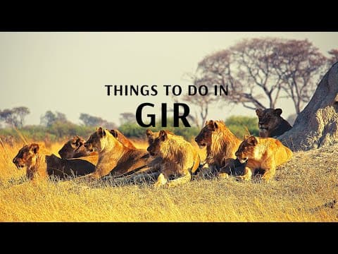 Things to do in Gir With Flamingo Transworld