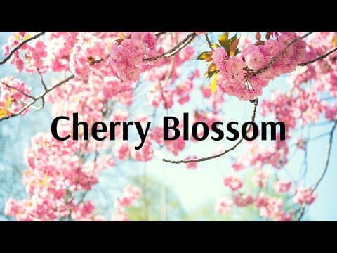 Experience Cherry Blossom with Flamingo Transworld!