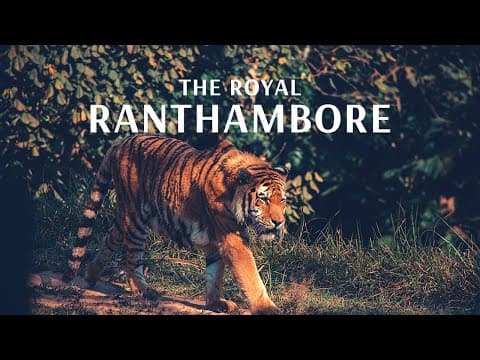 The Royal Ranthambore - Flamingo Transworld