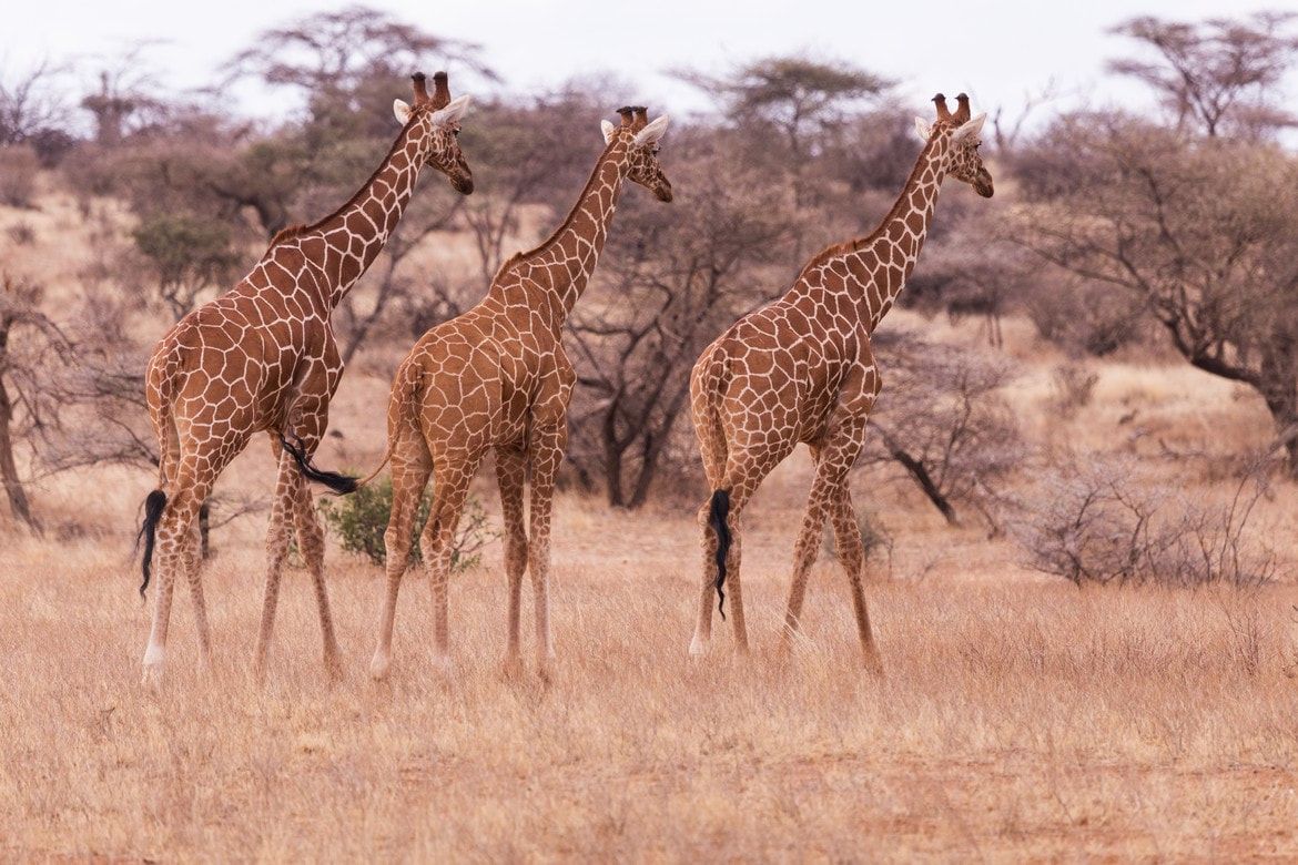 National Park Giraffe