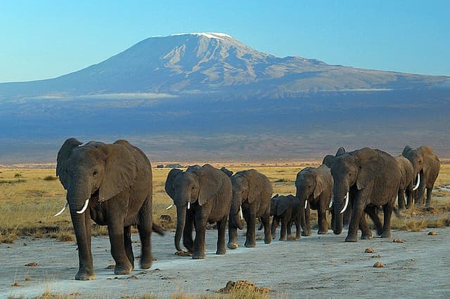 Highlight Of Kenya With Amboseli