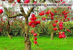 Apple_Orchard