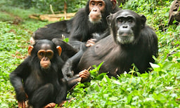 Chimpanzee Trekking
