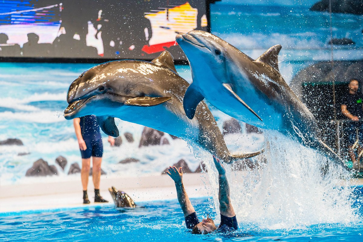 Dubai Dolphin Show