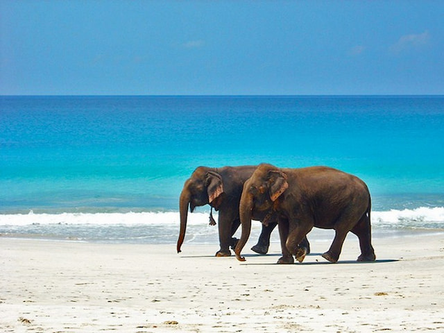 Elephant Beach2