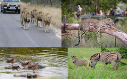 Experience Game Drives