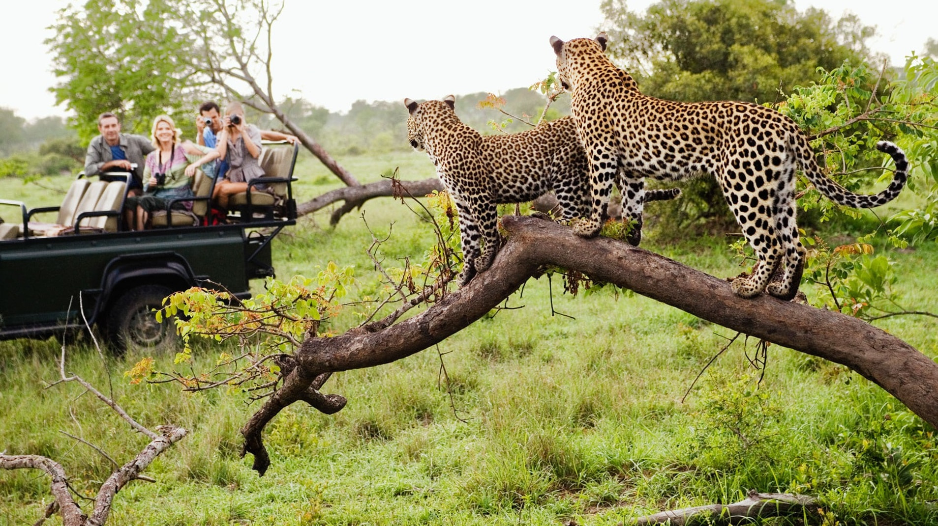 Kruger National park Game Drive Experience