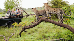 Kruger National park Game Drive Experience