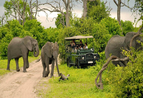 Game Drive in Chobe National Park 