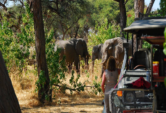 Game Drive Chobe National Park