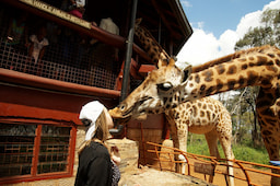 Giraffe centre2