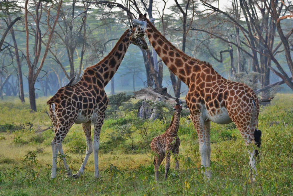 Giraffes-at-Lake-Nakuru
