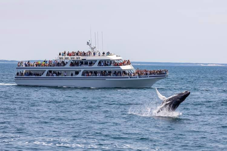 Hyannis Whale Watching