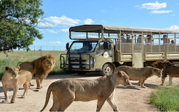 Experience Up Close Interaction with the Lions