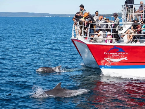 Jervis Bay Dolphin watching cruise 