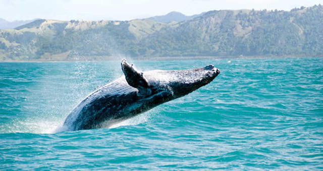 Kaikoura whale watching